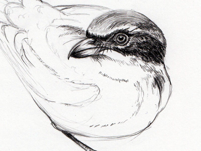 Bird bird pencil sketch visualization