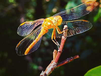 Dragonfly animals colors dragonfly green iphonexr leaf nature orange photography wood