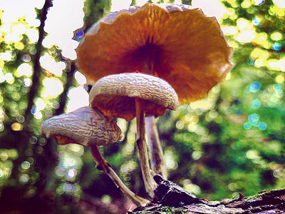 Mushrooms 🍄 dirt forest green mushroom nature tree wet wood