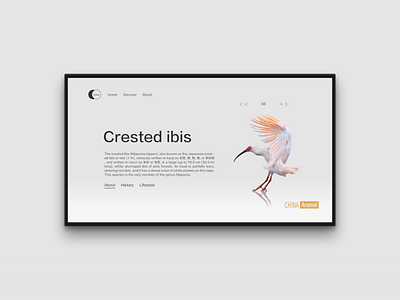 The Bird ui ux web