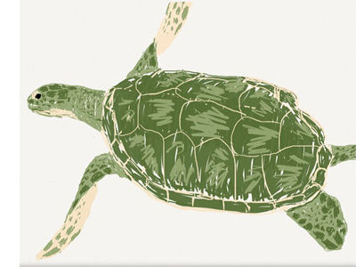 Sea Turtle Zoodle Dribble animal illustration marine sea sketch turtle zoo