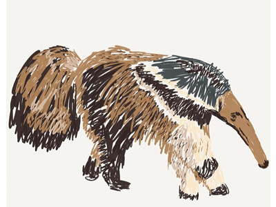 Anteater Zoodle Dribbble animal giant anteater illustration sketch zoo