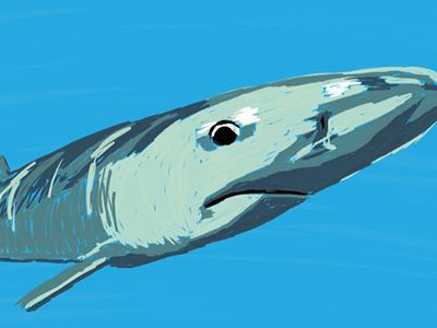 Shark Zoodle Dribbble animal illustration marine shark sketch zoo