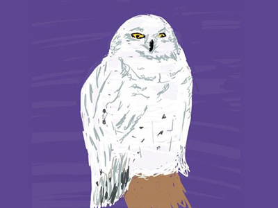 Owl Zoodle animal hedwig illustration owl sketch zoo