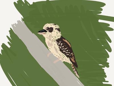 Kookaburra australia bird illustration ipad drawing sketch