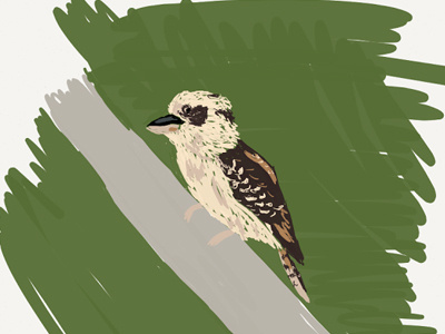 Kookaburra