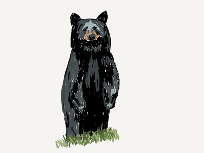 Black Bear animal bear illustration ipad drawing sketch