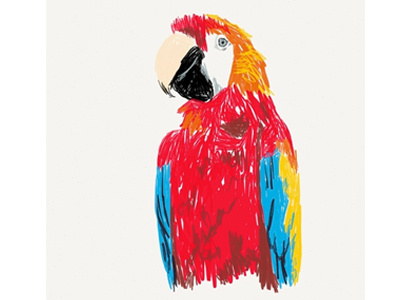 Parrot Zoodle bird doodle illustration ipad parrot sketch