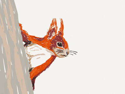 Red Squirrel Zoodle animal doodle illustration ipad sketch red squirrel sketch squirrel wildlife wildlife art