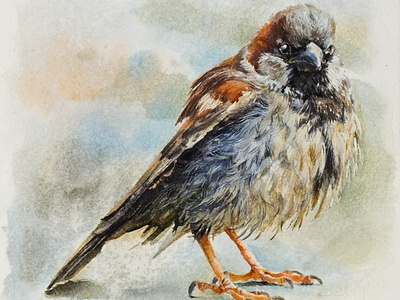 Cute Sparrow watercolor illustration