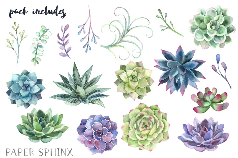 Watercolor Succulents Clipart - FREE Download by Graphic Assets on Dribbble