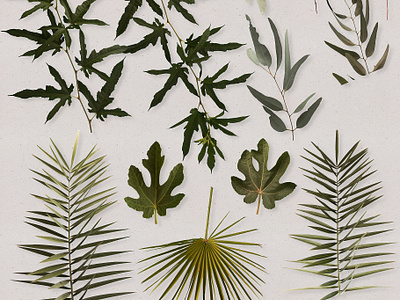 Real Leaves Green Cutout Leaf By Graphic Assets On Dribbble Explore and download more than million+ free png transparent images. real leaves green cutout leaf by