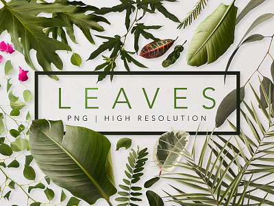 Real Leaves - Green Cutout Leaf cutout flowers forest green cutout leaf leaf leaves png real leaves stationary summer template tropical