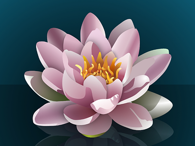 Lotus flower affinity designer lotus made in affinity realistic vector vector drawing