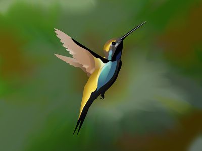 Hummingbird affinity designer bird bird illustration colibri hummingbird vector art vector drawing