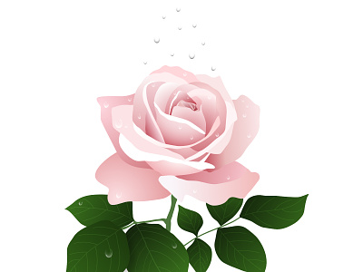 Water on a rose affinity designer affinitydesigner illustration rose rose and water vector art vector drawing