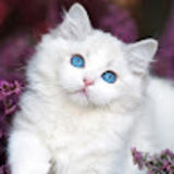 Yara_Deyaa_Eldeen