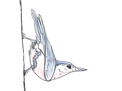 Sketchy Bird bird illustration