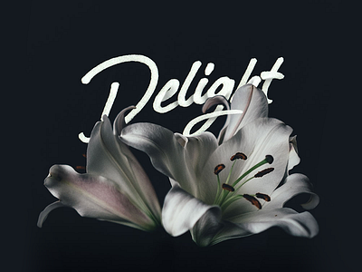 Delight brush calligraphy brushlettering brushpen bydesign handlettered handlettering handmade typography