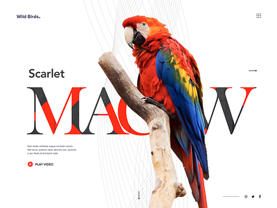 Wild Birds : Birds Sanctuary Website bird sanctuary birds clean colorful colorful birds design landing page landing page design macaw parrot scarlet macaw typography ui vidoe web webdesign website website design wild sanctuary wildlife