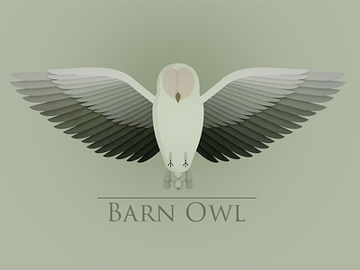 Barn Owl barn owl