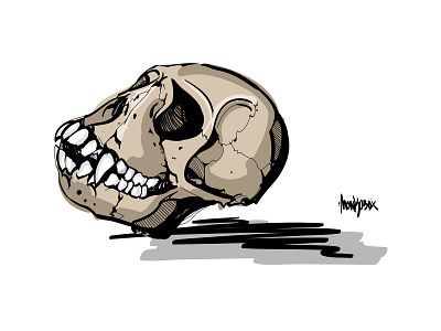 Design Archive 2008 Joshua Schoorl . Sketching with Wacom archive art draw illustration illustrator monkey portfolio sketch sketching skull skulls wacom intuos