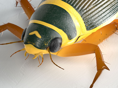 Dytiscus marginalis) 3d ar app beetle bug c4d character game insect low poly unity3d