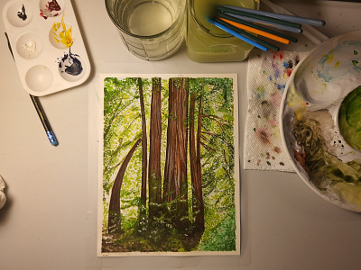 Big Basin Redwoods drawing watercolor