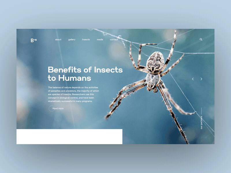 Insect - Daily animated UI animal animation article blue bug cobweb concept design desktop gif insect interaction interface media minimal motion nature spider web webdesign