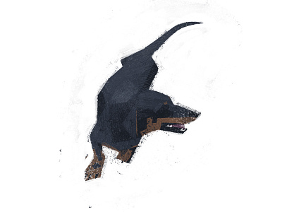 dachshund