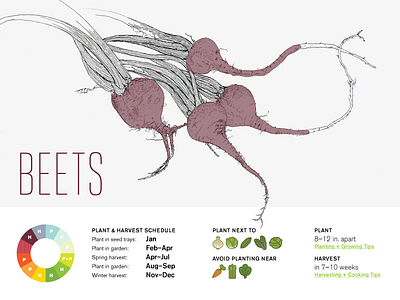 Beets fun information design personal vegetables