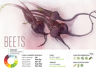 Beets II fun information design personal vegetables