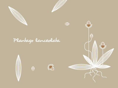 Pattern - Plantago