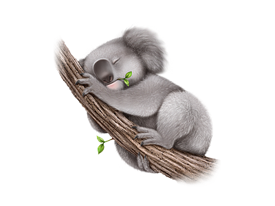 koala, bear bear koala