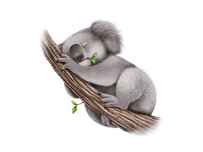 koala, bear