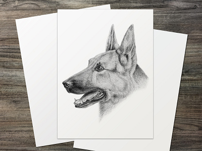 "German Shepherd" | Pencil Portrait Drawing drawing fine art natural history illustration pet portrait portrait