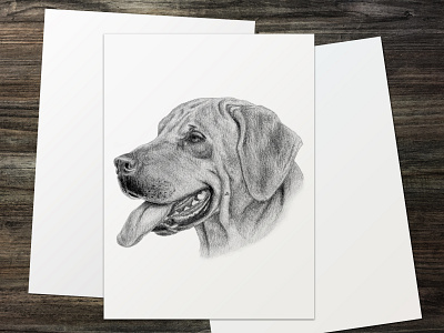 "Rhodesian Ridgeback" | Pencil Portrait Drawing