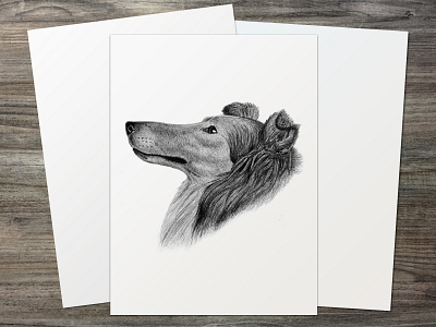 "Rough Collie" | Pencil Portrait Drawing drawing fine art graphite natural history illustration pencil pet portrait portrait