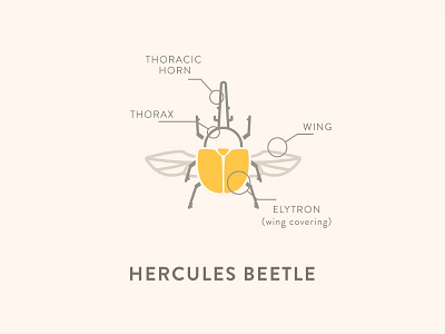 Hercules Beetle Anatomy anatomy beetle coffee hercules icon insects