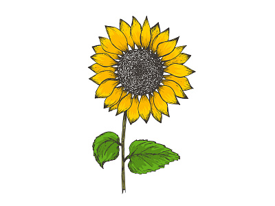 Colorful hand drawn textured sunflower illustration