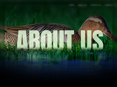 Banner Design banner concept design design homepage nature parks typography uiux website wildlife