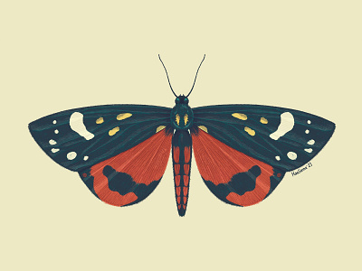 Scarlet tiger moth (Callimorpha dominula) bug butterfly entomology illustration insect moth procreate