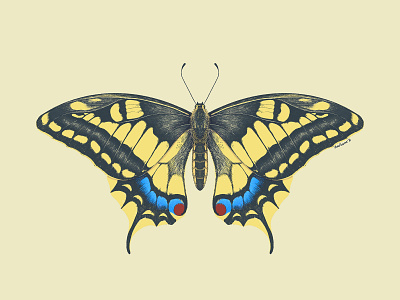 Swallowtail butterfly butterfly entomology illustration insect moth procreate swallowtail