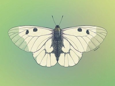 Clouded Apollo (Parnassius mnemosyne) butterfly entomology illustration insects moth procreate