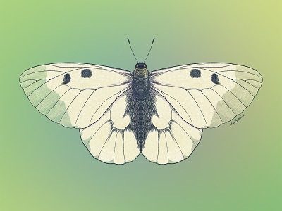 Clouded Apollo (Parnassius mnemosyne) butterfly entomology illustration insects moth procreate