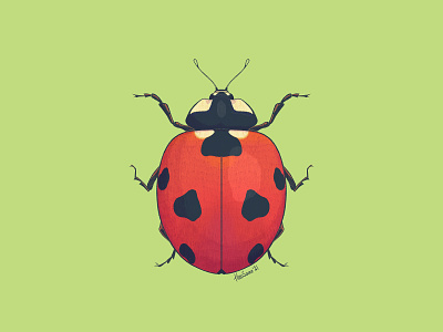 Seven-spot ladybird entomology illustration insect ladybird ladybug procreate