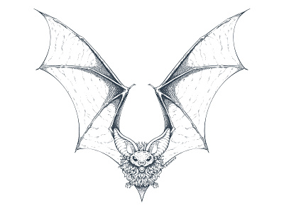 Bat animals bat black and white creature etching graphic art hand drawn hatching illustration ink art ink illustration inking procreate