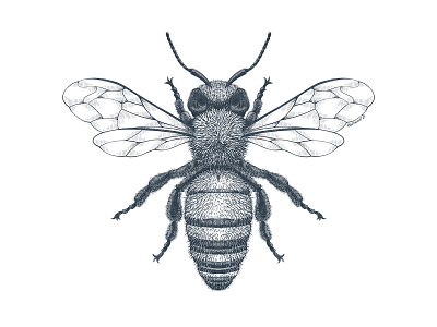 Bee bee black and white engraving entomology etching illustration inking monochrome pen and ink procreate