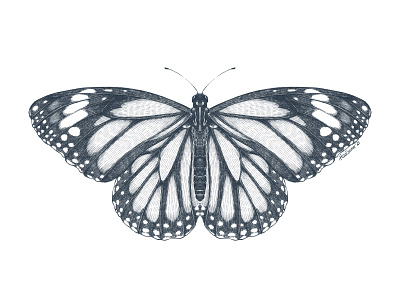 Monarch butterfly black and white butterfly entomology etching graphic art illustration procreate wb
