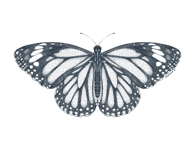 Monarch butterfly black and white butterfly entomology etching graphic art illustration procreate wb